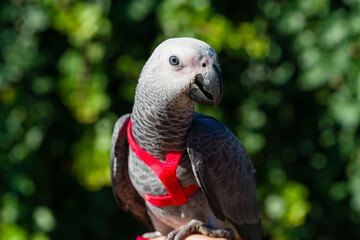 African Grey Parrot ,Psittacus erithacus