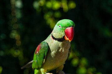 Fototapeta na wymiar beautiful Alexandrine Parakeet parrot (Psittacula eupatria)