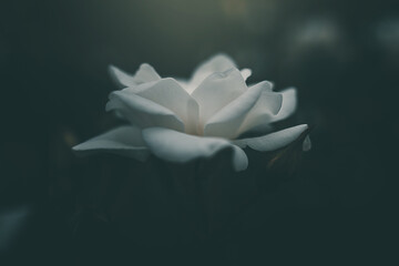 white little rose on the bush in the garden