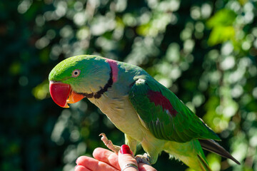 beautiful Alexandrine Parakeet parrot (Psittacula eupatria)