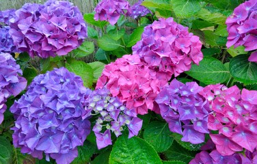 Magnifiques fleurs d'hortensias en Bretagne. France