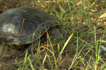 
The red-headed turtle peeps warily out of its shell