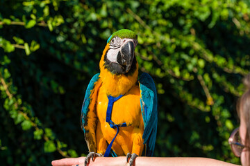 Blue & Gold Macaw parrot ; Ara ararauna