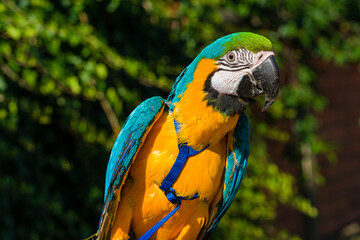 Blue & Gold Macaw parrot ; Ara ararauna