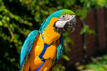Blue & Gold Macaw parrot ; Ara ararauna