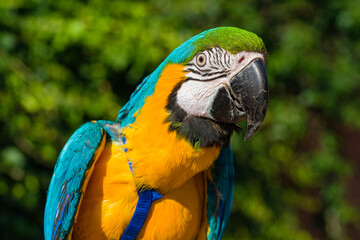 Obraz premium Blue & Gold Macaw parrot ; Ara ararauna