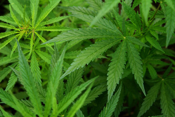 Naklejka na ściany i meble Marijuana leaves. Bush cannabis on blurred background. Marihuana plants close up.