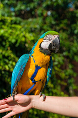 Blue & Gold Macaw parrot ; Ara ararauna