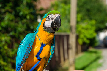Blue & Gold Macaw parrot ; Ara ararauna
