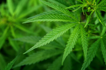 Marijuana leaves. Bush cannabis on blurred background. Marihuana plants close up.