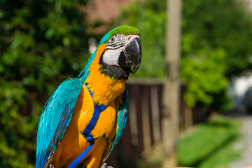 Blue & Gold Macaw parrot ; Ara ararauna