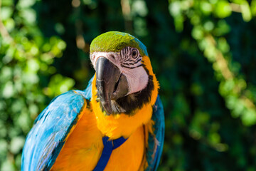 Blue & Gold Macaw parrot ; Ara ararauna