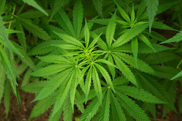 Marijuana leaves. Bush cannabis on blurred background. Marihuana plants close up.