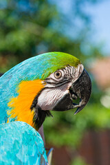 Blue & Gold Macaw parrot ; Ara ararauna