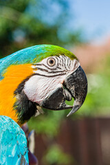 Blue & Gold Macaw parrot ; Ara ararauna