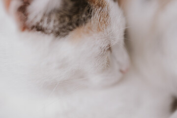 cute little white-red sleeping cat in closeup