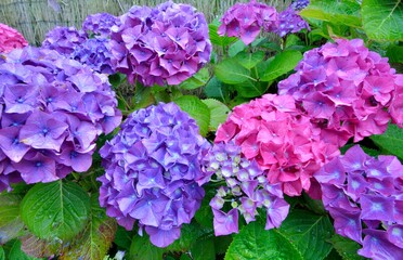 Magnifiques fleurs d'hortensias en Bretagne. France