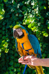Blue & Gold Macaw parrot ; Ara ararauna
