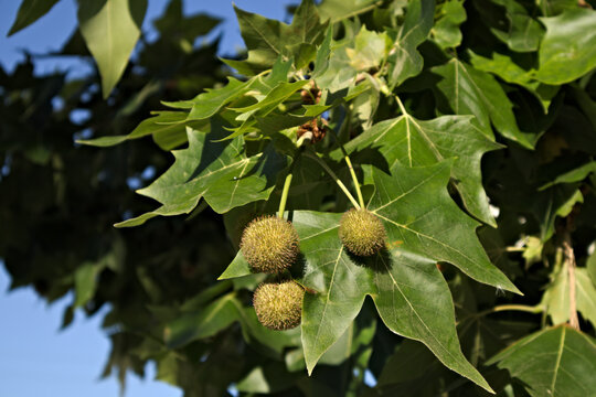 Close-up of the fruits and leaves of a specimen of Platanus × acerifolia