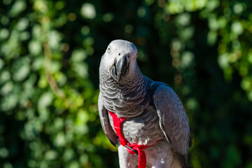 African Grey Parrot ,Psittacus erithacus