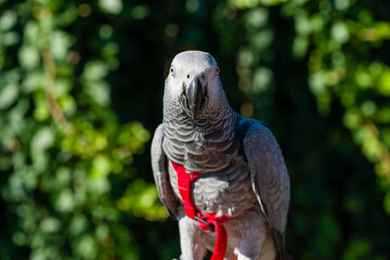 African Grey Parrot ,Psittacus erithacus
