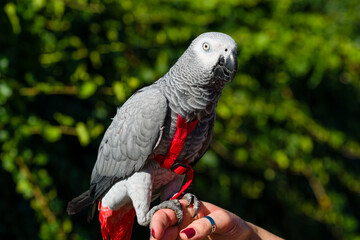 Obraz premium African Grey Parrot ,Psittacus erithacus