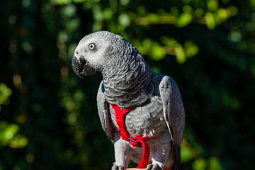 Obraz premium African Grey Parrot ,Psittacus erithacus