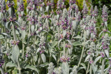 Stachys byzantina flowers in the summer garden.