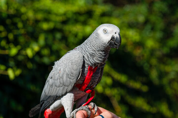 African Grey Parrot ,Psittacus erithacus