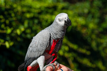African Grey Parrot ,Psittacus erithacus