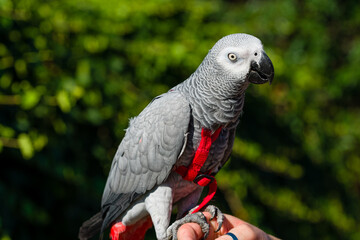African Grey Parrot ,Psittacus erithacus