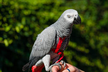 Obraz premium African Grey Parrot ,Psittacus erithacus