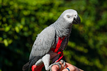 African Grey Parrot ,Psittacus erithacus