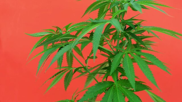 Marijuana plant moved by the wind on orange background