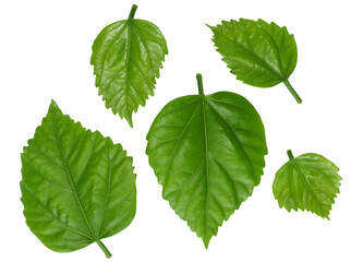 Leaves isolated on white background