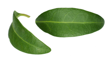 Floral leaves macro isolated on white background