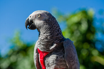 African Grey Parrot ,Psittacus erithacus