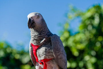 African Grey Parrot ,Psittacus erithacus