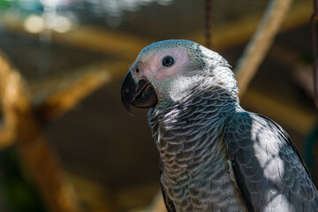 African Grey Parrot ,Psittacus erithacus