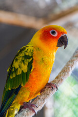 Beautiful colorful parrot, Sun Conure