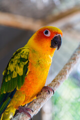 Beautiful colorful parrot, Sun Conure