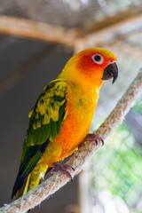 Beautiful colorful parrot, Sun Conure