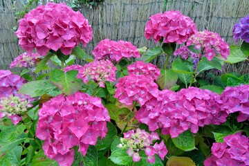 Magnifiques fleurs d'hortensias en Bretagne. France