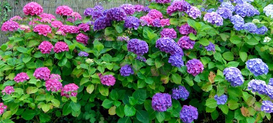 Magnifiques fleurs d'hortensias en Bretagne. France