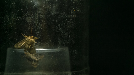 Can the insects even breathe under glass and plastic cup?  Or maybe they just self trapped night flies as a metaphor. 