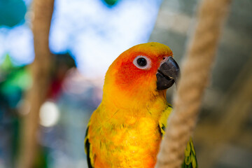 Beautiful colorful parrot, Sun Conure