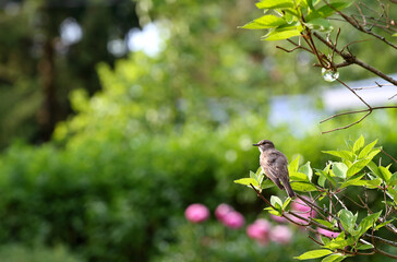 Spotted flycatcher sitting on a branch