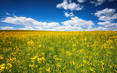 Obraz premium Field of rapeseed in spring