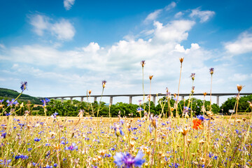 Viaduct crossing the hungarian countryside near Koroshegy with field flowers in the foreground
