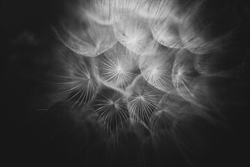 summer dandelion in close-up on a dark background